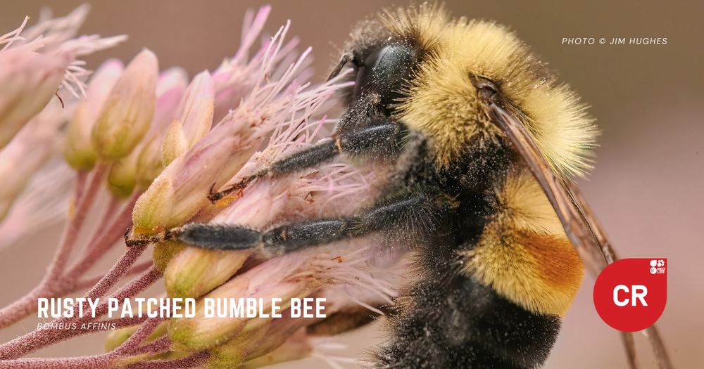 Photo shows a rusty patched bumble bee.  The text on the photo reads "Rusty patched bumble bee, Bombus affinis" and includes the IUCN Red List graphic that indicates the species is assessed as Critically Endangered. PHOTO © JIM HUGHES