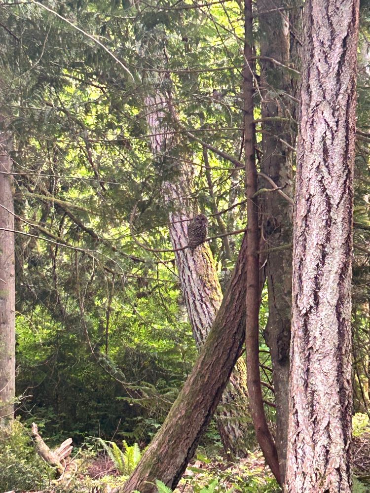 A stand of pine trees in a dense, temperate rainforest setting. One tree curves upwards in an arc and on the first branch sits a barred owl looking over its shoulder at the camera. The photo is a little grainy from the zoom.