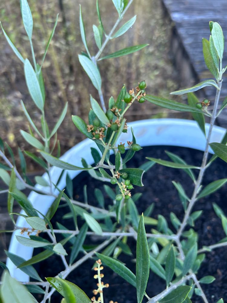Close up picture of a small olive tree planted in a pot. The leaves are long and thin and the bark of the tree is a light silver. On the branches are small green balls which are hopefully baby olive fruits. 