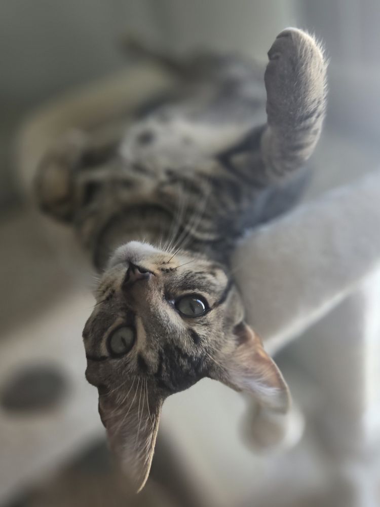 A black and brown striped tabby looking at the camera with his green eyes, laying upside down on a cat tree