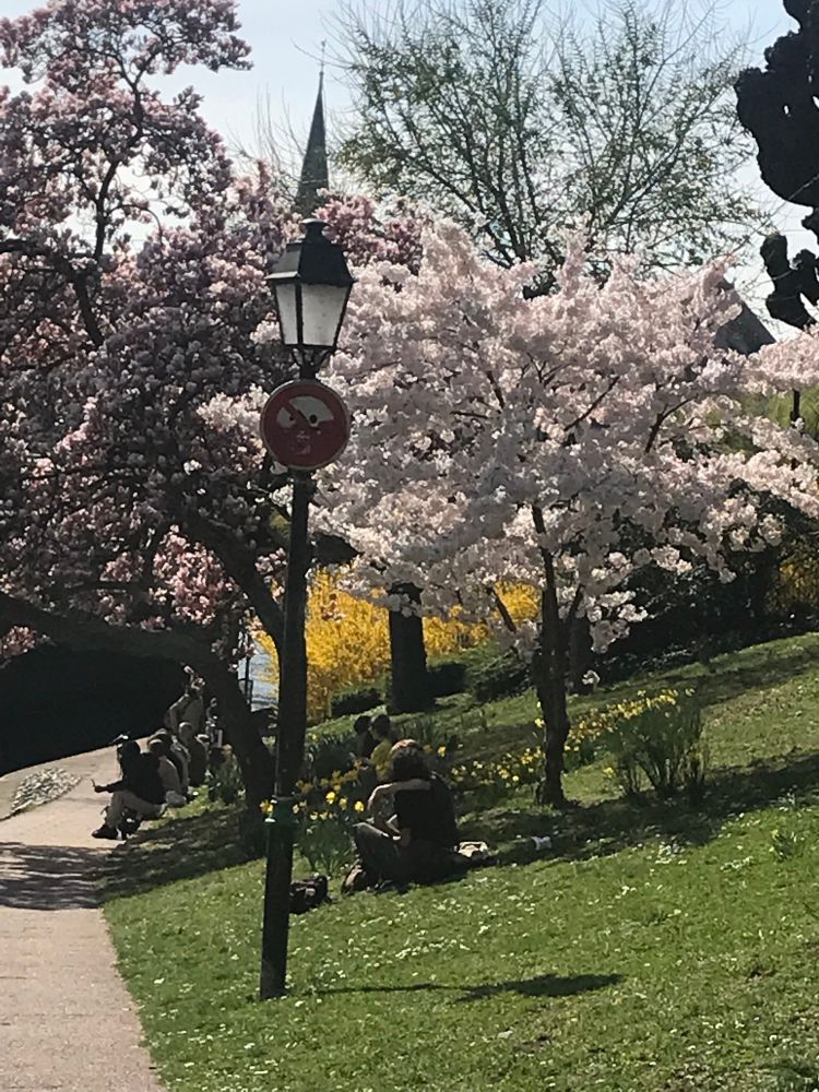 Straßburg, an der Ill: es blühen auf der Wiese Narzissen, eine Magnolie, eine Forsythie und ein Kirschbaum, im Hintergrund der Turm der Kirche St. Guillaume.