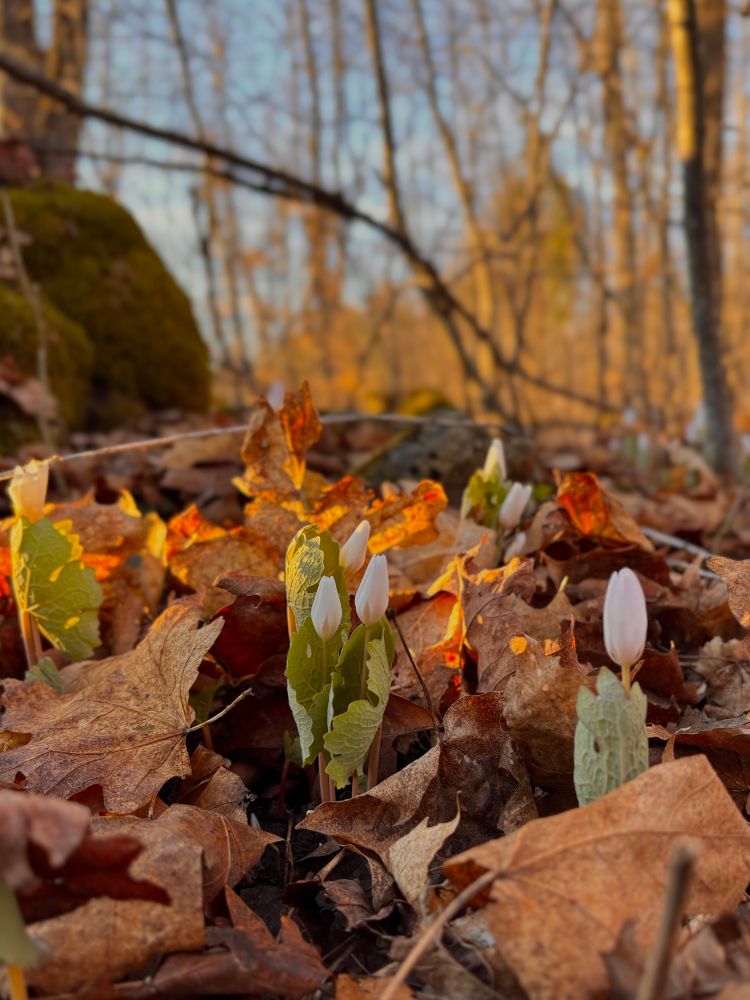 Tiny white flowers mixed with old leaves with the sunrise lighting them from behind 