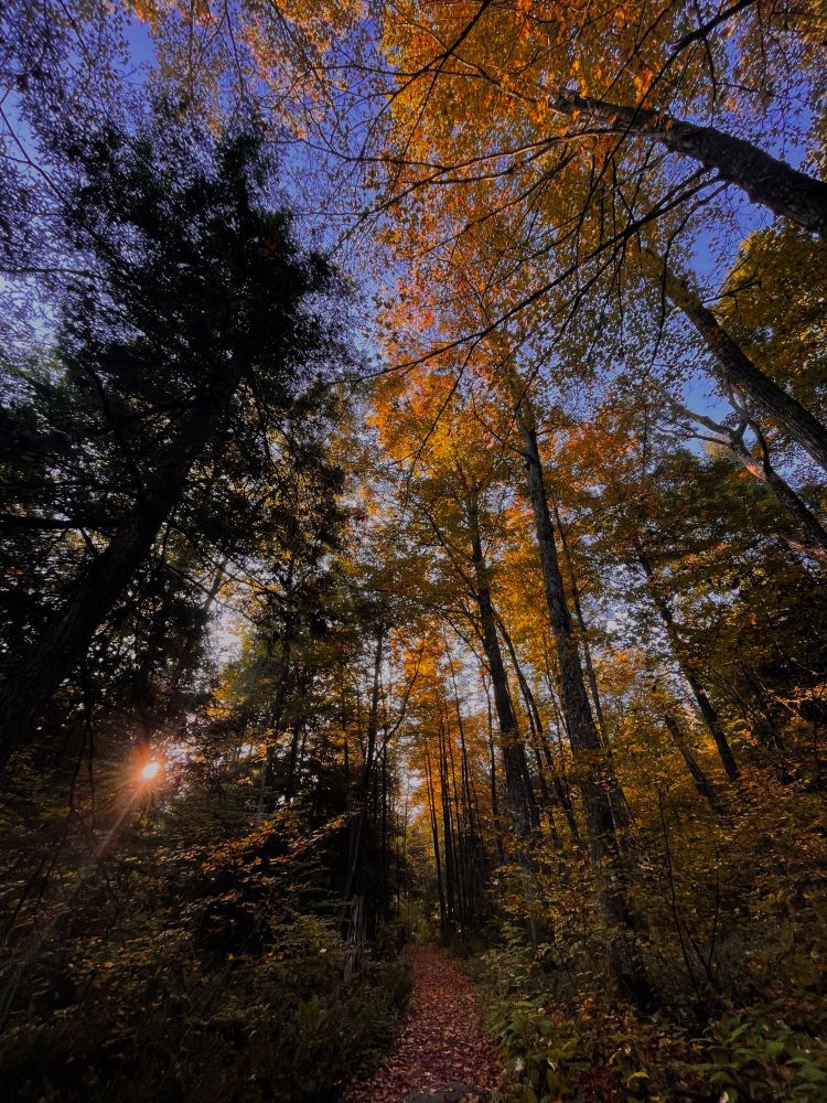 A path through the trees with the sunrise breaking through the leaves