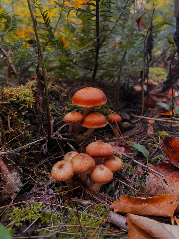 Some mushrooms with fall leaves