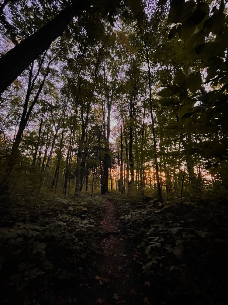 A dark forest trail with the light of the sunrise showing behind the trees