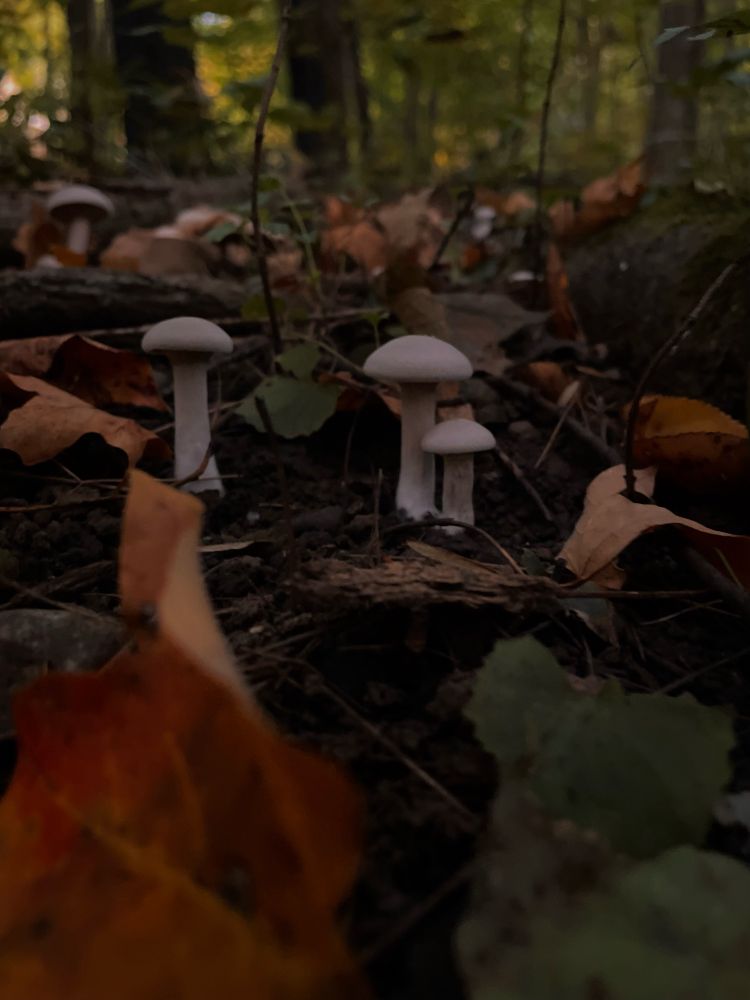 Some white mushrooms in the dark leaves