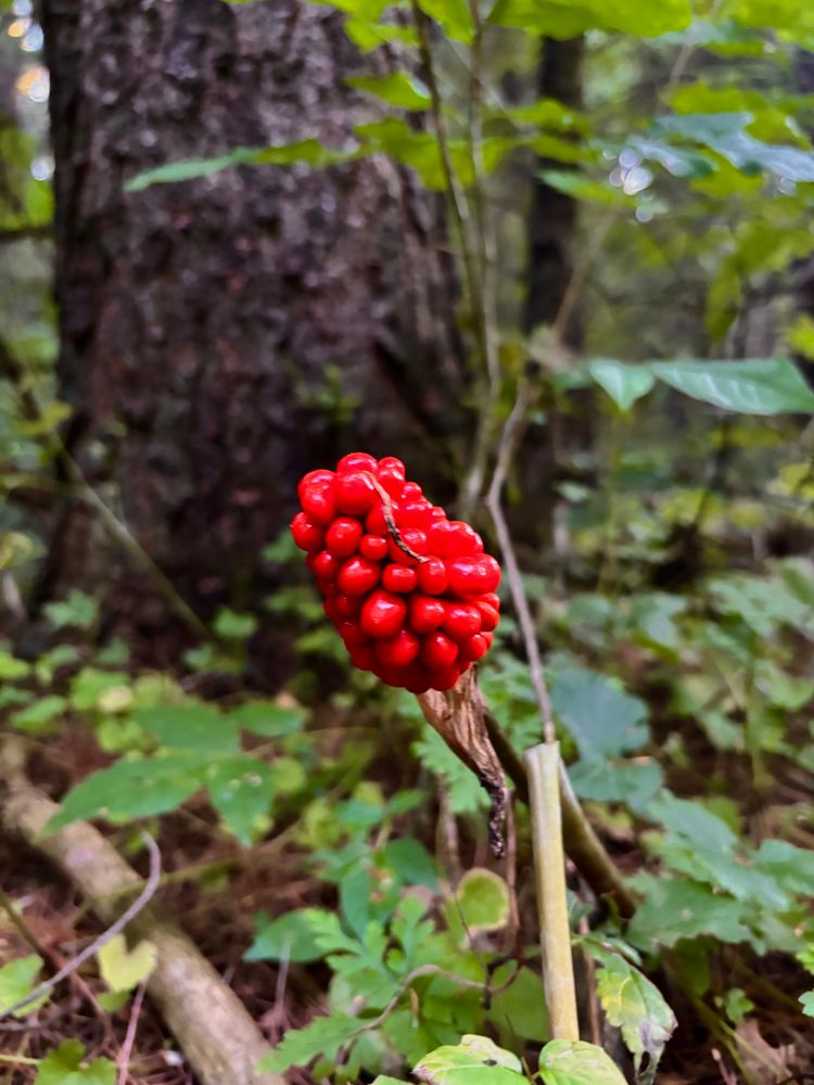 Jack in the pulpit surrounded by green leaves 