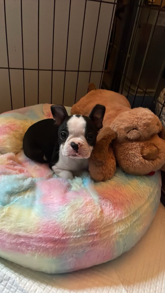 The cutest baby Boston terrier laying on her rainbow bed with a stuffed dog next to her