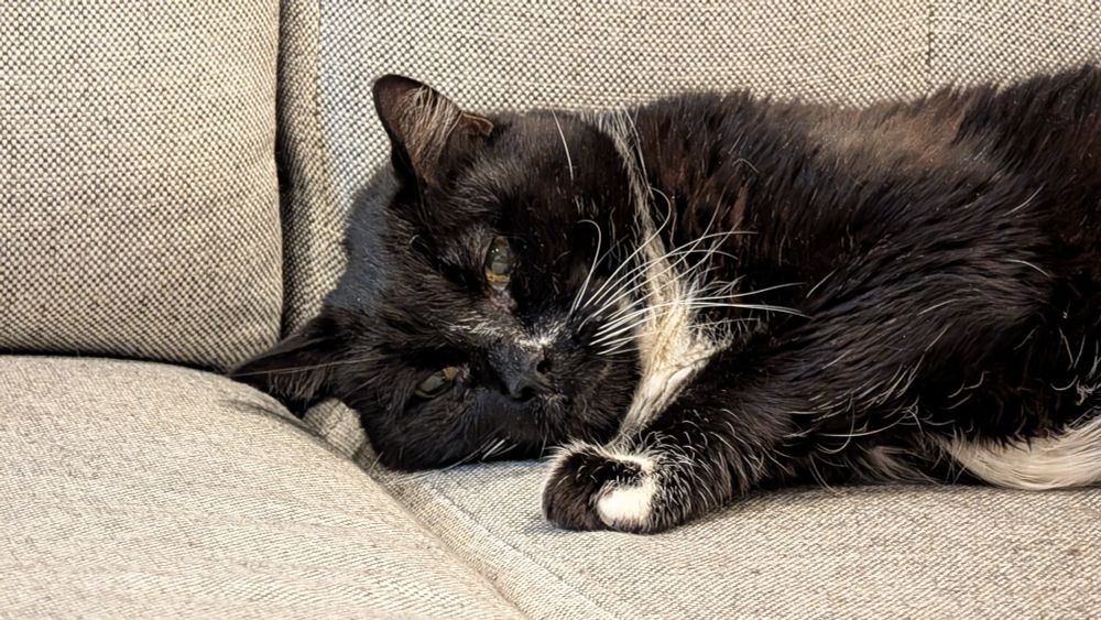 Tuxedo cat laying on a couch, staring into the camera.