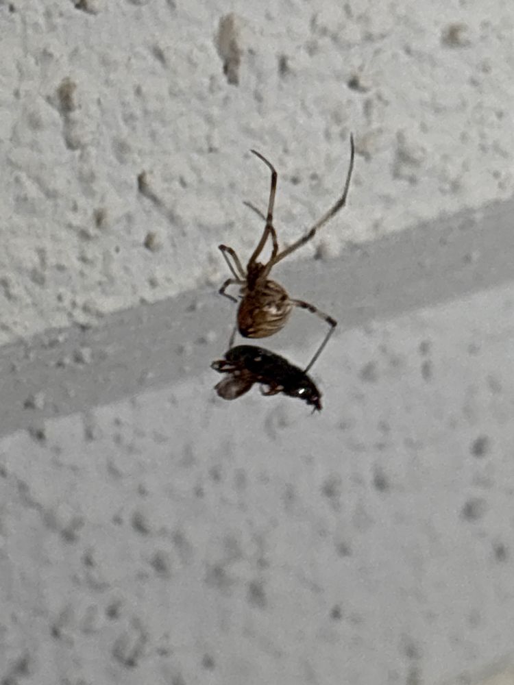 a brown widow (?) carrying food