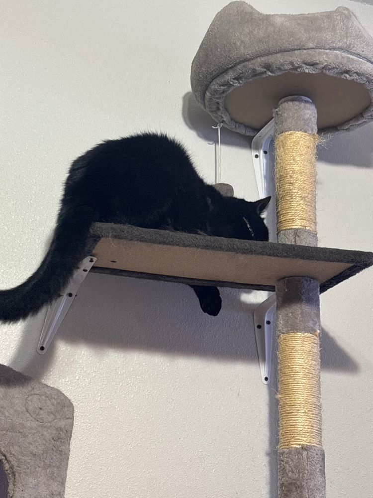 a black cat on a cat tree, facing the wall