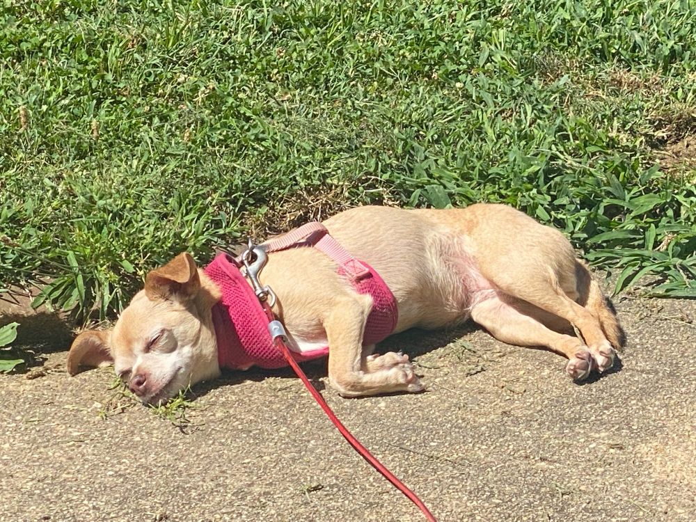 Elderly tan chihuahua passed out on concrete at noon.