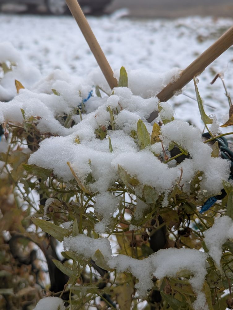 A photo of creeping Jenny leaves covered in snow.