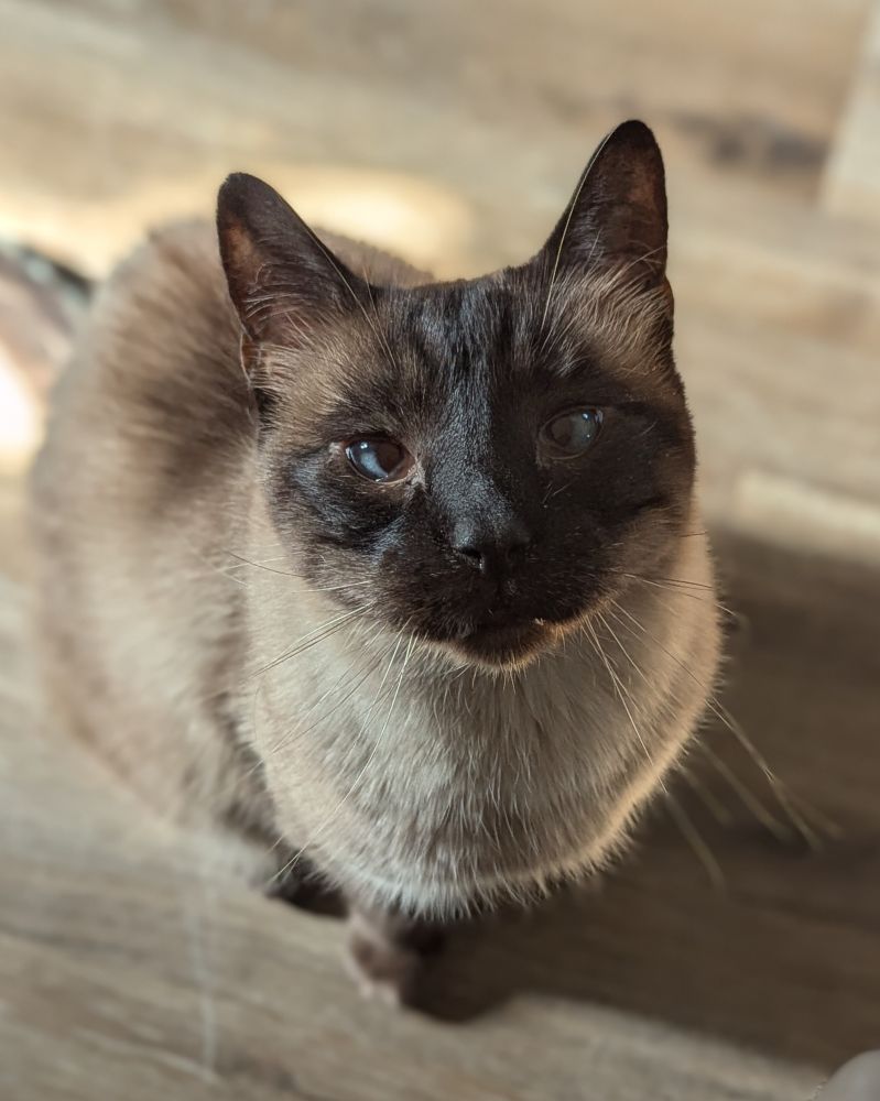 Photo of a Siamese cat.