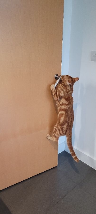 A Ginger cat named Hendrix hanging off the  handle, of our kitchen door.