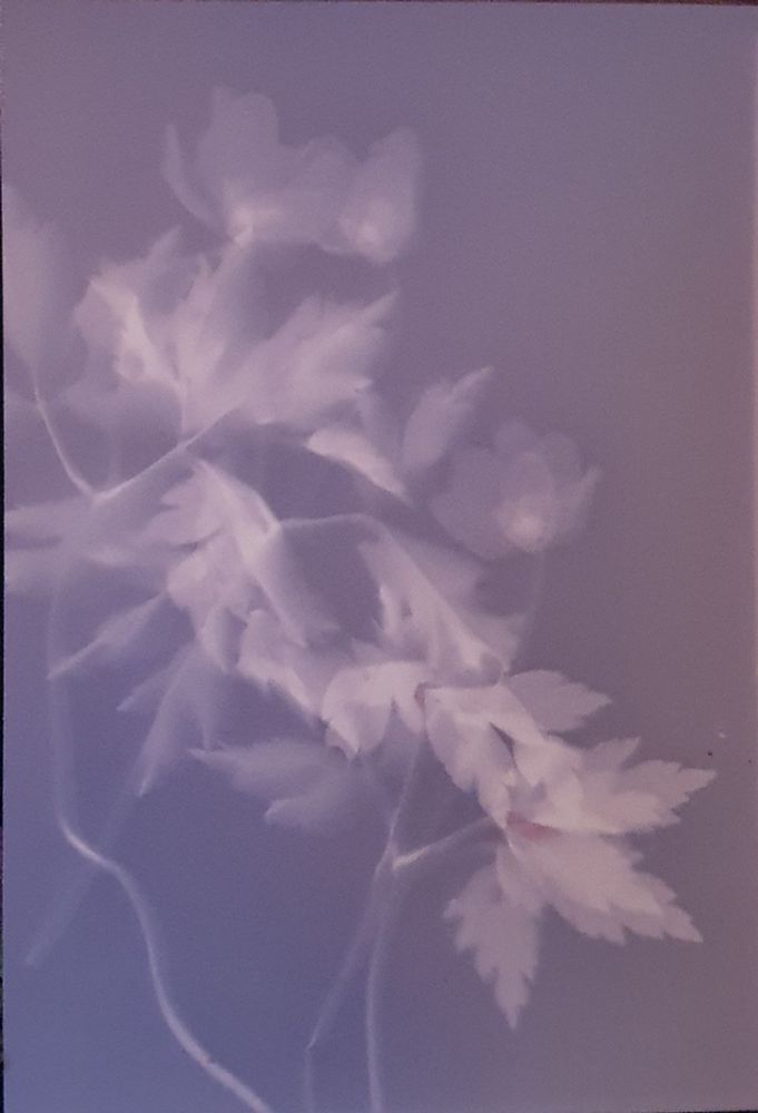 Flowers on photo paper exposed to the sun, before rinsing and fixing.