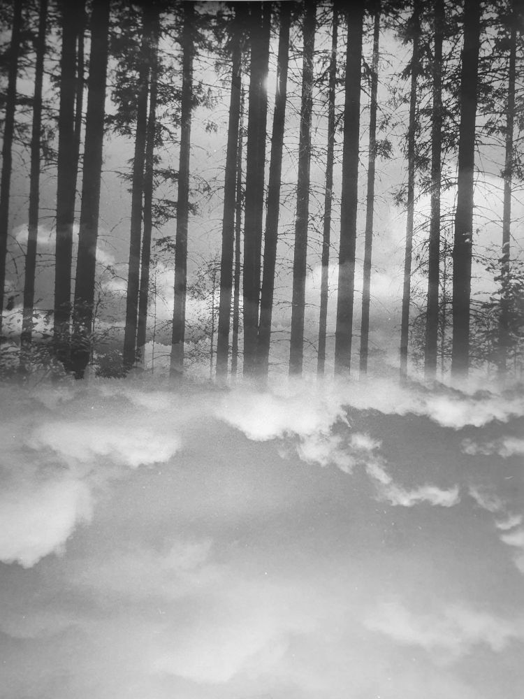 Trees double exposed with clouds in the darkroom.