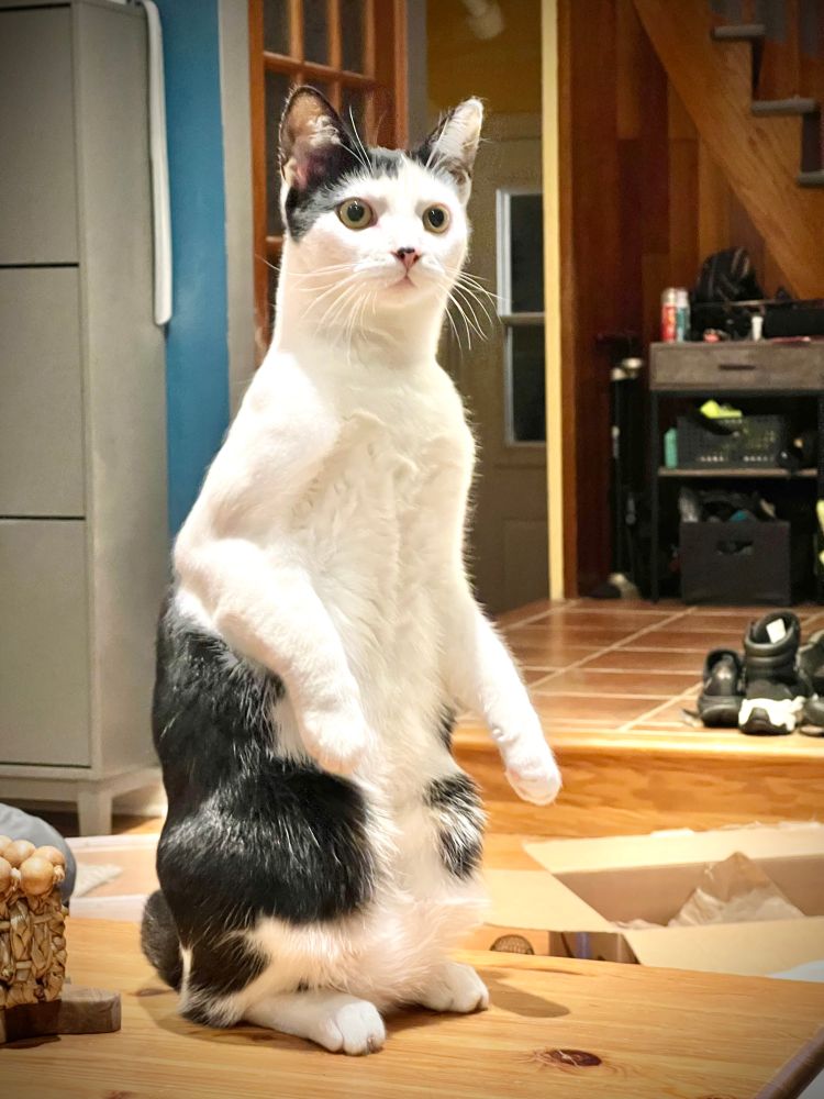 A tuxedo cat standing like a human on its two feet