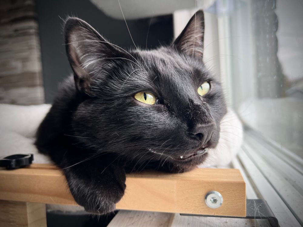 A black cat lying on a window hammock looks behind the camera lens and has a slightly open mouth.
