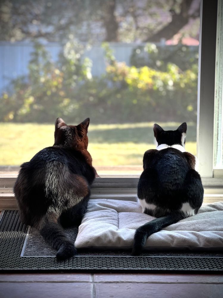 A black cat and a tuxedo cat viewed from behind, they're both sitting and looking outside through a patio door.