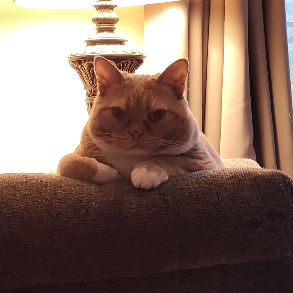 A little orange cat sitting on the arm of a chair. 