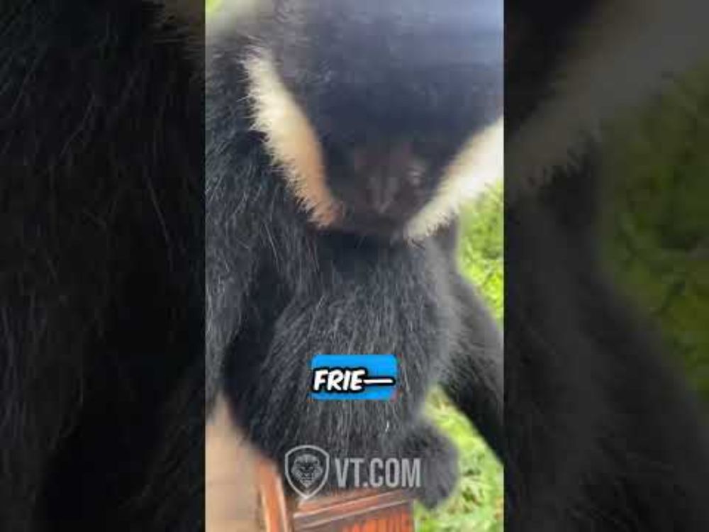 Black Monkey Reunites With His Old Friend PT.7 🐒