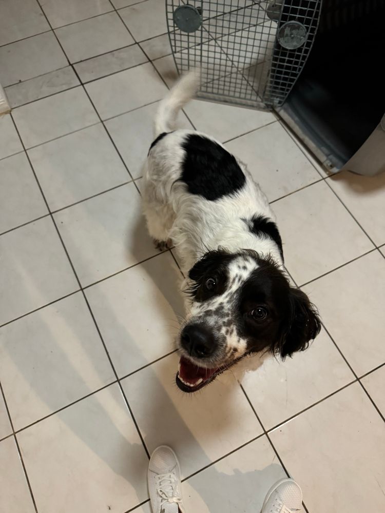 Bailey is a happy black and white dog-cow