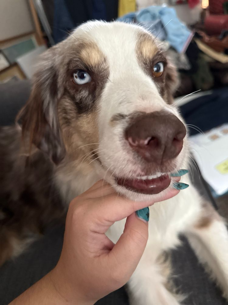 my dog Charlie a red Merle Australian shepherd looking at the camera goofily with his head resting on my hand