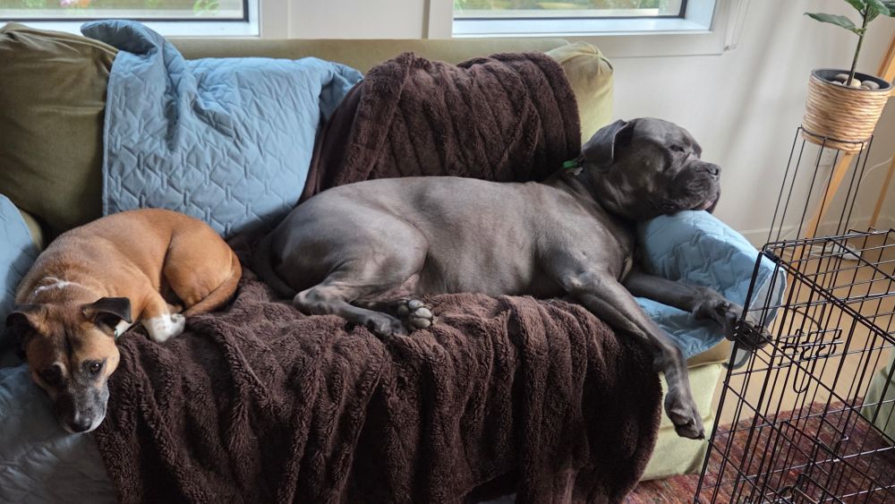 Two dogs rest together on a couch covered with blankets. A small brown-and-white dog curls up on the left, looking toward the camera, while a large gray dog lies stretched out on the right, appearing relaxed with its head on a blue pillow. A metal crate sits beside the couch, and a potted plant stands in the background near a window.