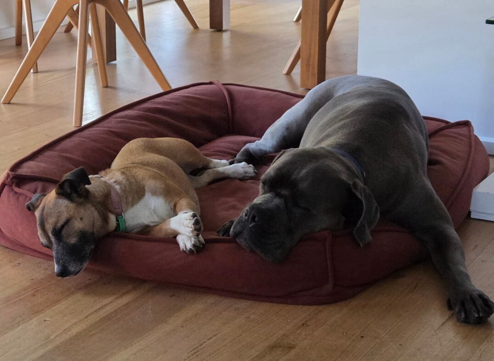 Indoors, the two dogs sleep peacefully on a maroon dog bed. The larger gray dog is sprawled out with its head resting on the edge, while the smaller brown and white dog is curled up beside it. Wooden floors and modern dining chairs create a warm, homey setting.