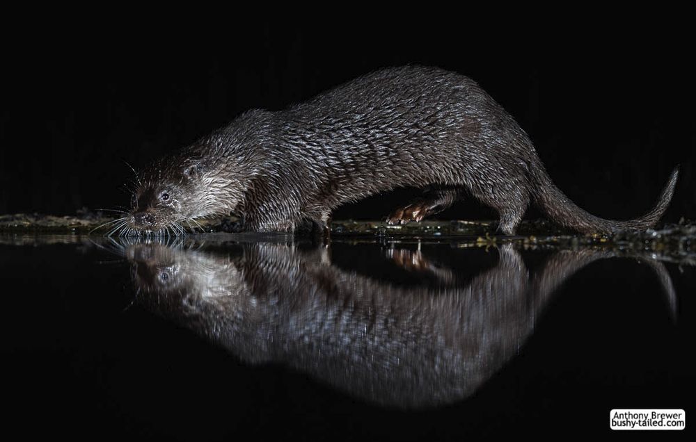 Photograph of a lone otter.