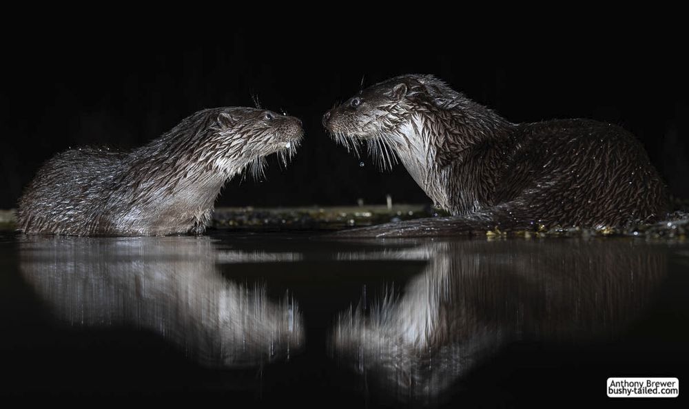 Photograph of a pair of otters staring deeply into each other's eyes.