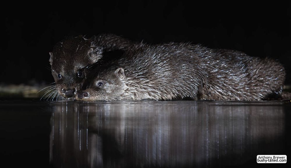 Photograph of a pair of otters.