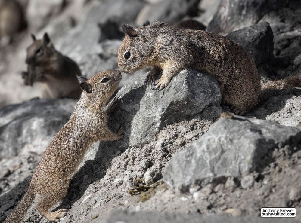 Photography of a pair of California ground squirrels touching noses