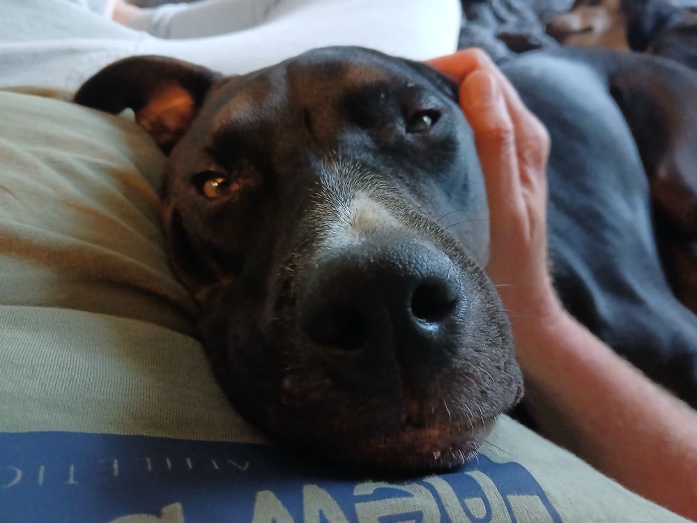 A black dog lies his head on his Dad's chest 