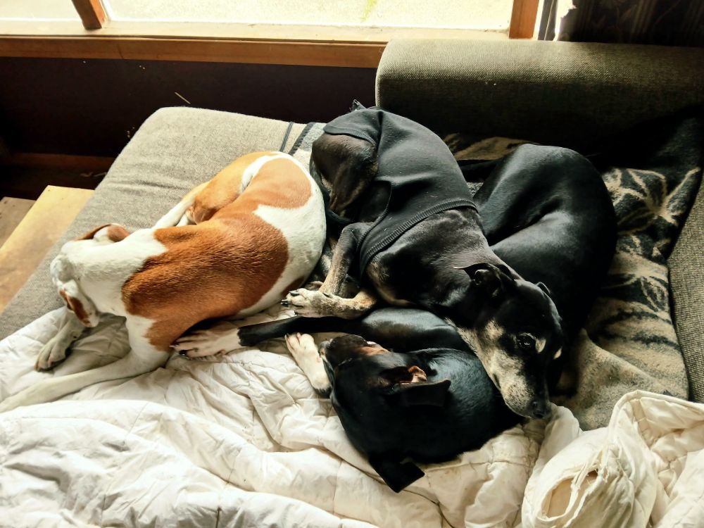 Three dogs lie asleep on a couch, all touching, one lies across the forequarters of another 