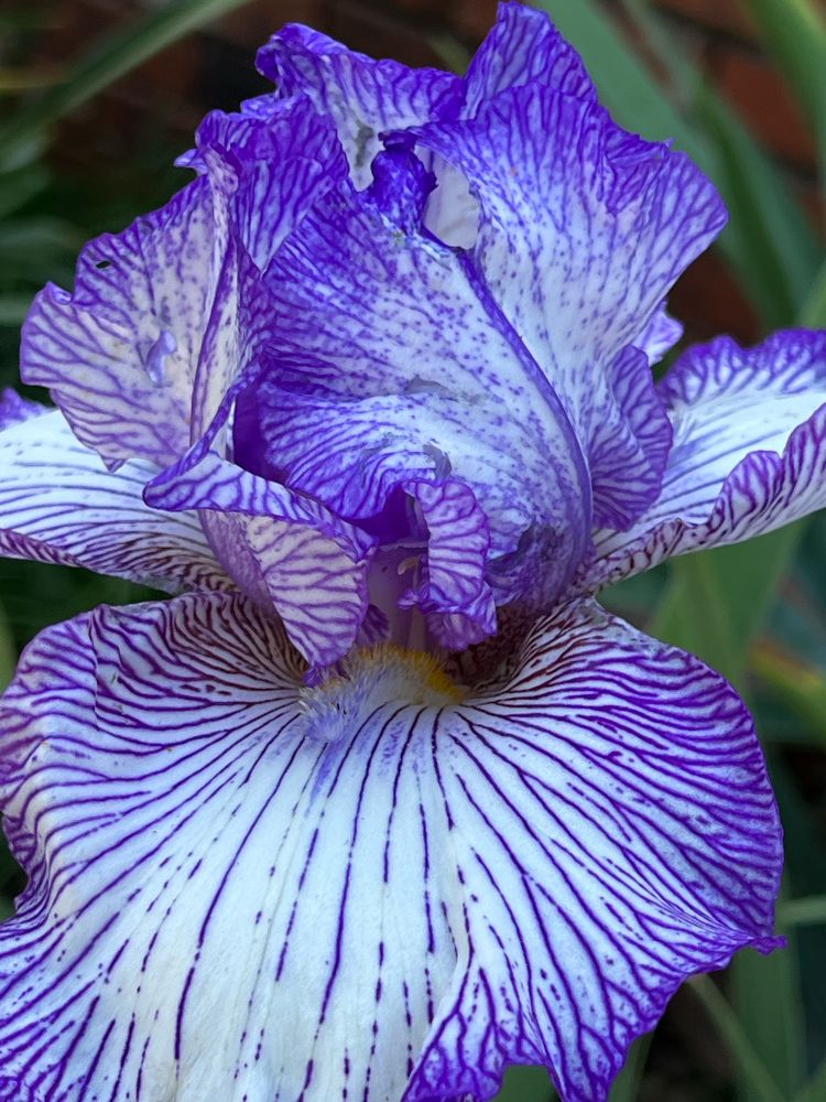 It's an iris. Deep blue veins on white petals. Very pretty. Doesn't smell like anything.