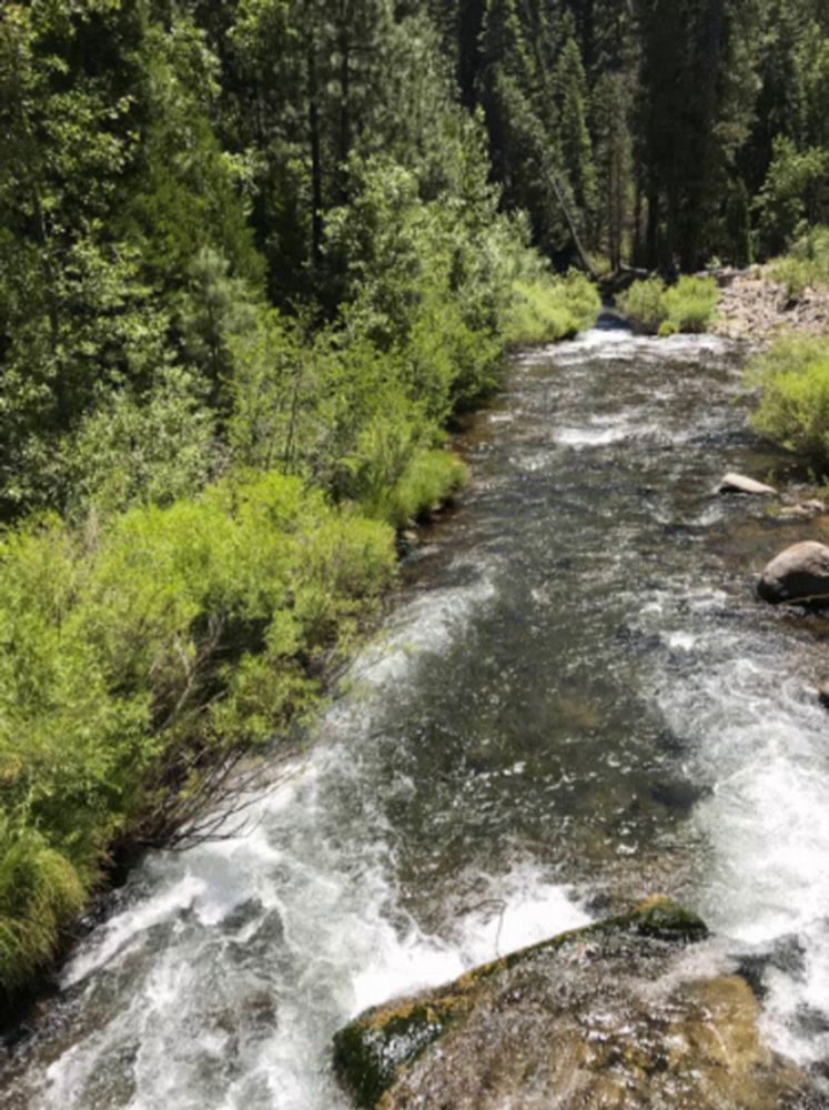 a river flowing through a forest with trees and rocks