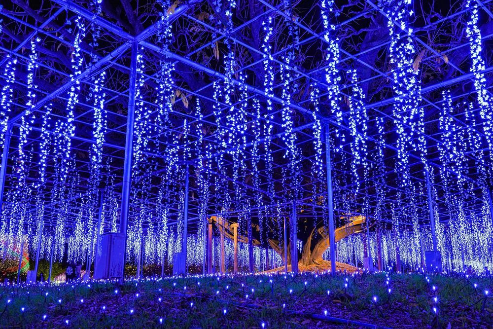 The ‘Miracle Wisteria’ illumination at Ashikaga Flower Park. © 株式会社足利フラワーリゾート