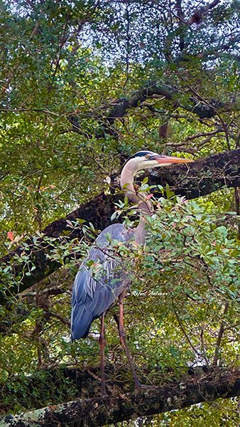 A grey blue heron stands majestic a top the tree over the lake preparing for flight. Lush background with big tree branches by artist Rafael Salazar at RafaelSalazar.com