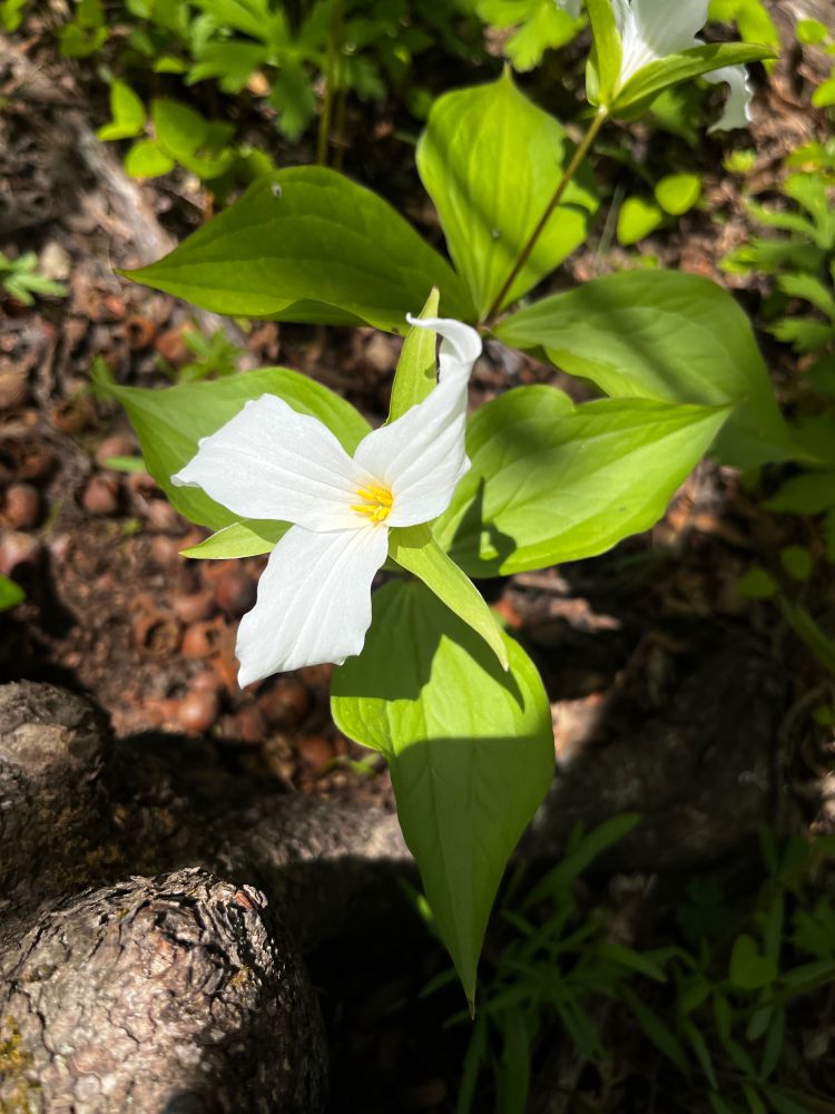 a white trillium awash in sunlight