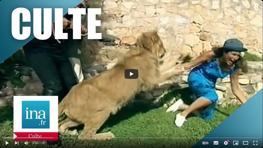La vignette de la vidéo de l'INA qui montre une archive de  40 degrés à l'ombre où Marie-Ange Nardi se fait attaquer par un lion. La vignette montre pile le moment où le lion se jette sur elle. Marie-Ange Nardi essaye déjà de s'échapper en hurlant de terreur et de douleur. L'INA a ajouté un "CULTE" en énorme par-dessus l'arrêt sur image.