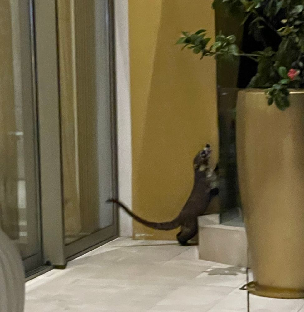 Dark brown coati outside of a building, standing up from back legs and front legs leaning on glass fence with long tail out and the head looking upwards. Getting ready to hop the fence!
