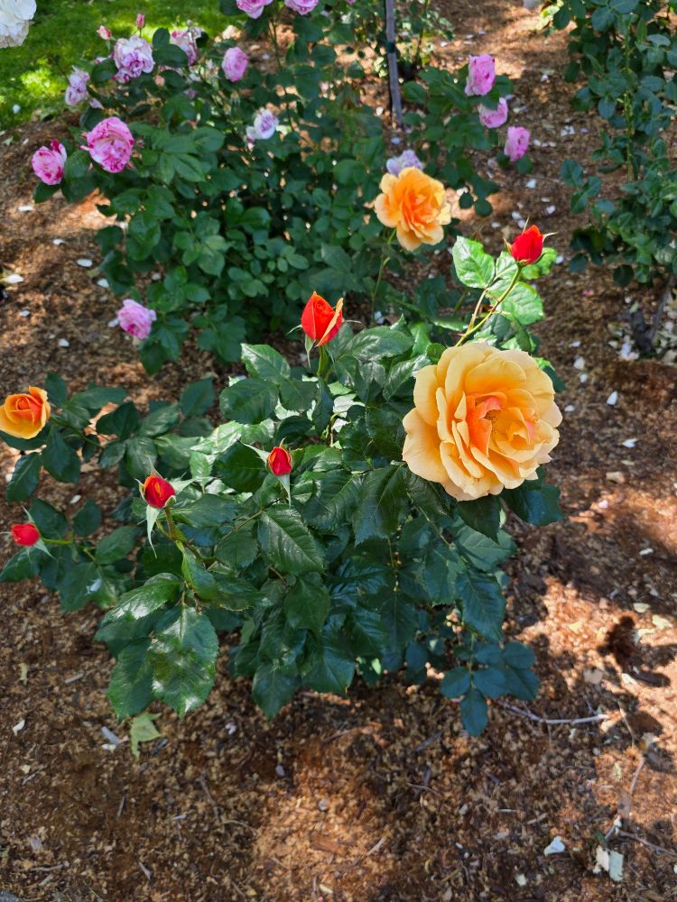 Two rose bushes, one with peach roses and the other with purple roses, at the rose garden in Sonoma, California. 