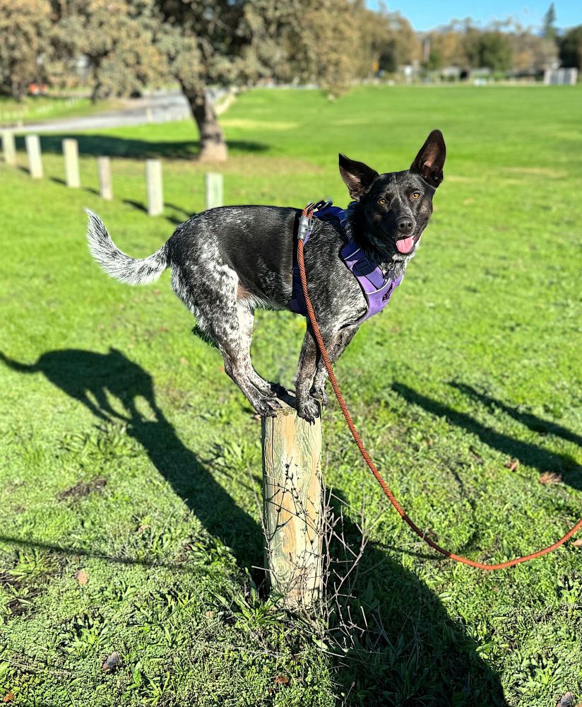 Blue heeler dog perched on the top of a 6" diameter post looking all proud of herself for jumping up there.