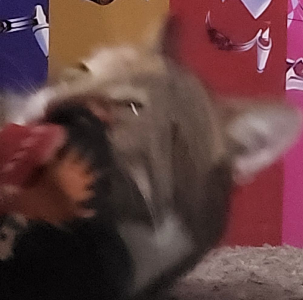 An ugly picture of a calico cat. 