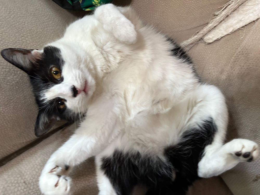 tuxedo cat comfortably rolls on her back