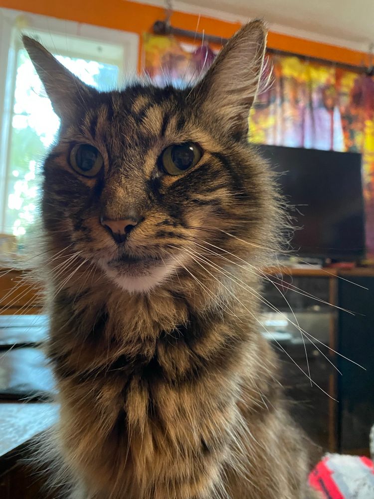 Fuzzy stripey cat thinks of dial tone