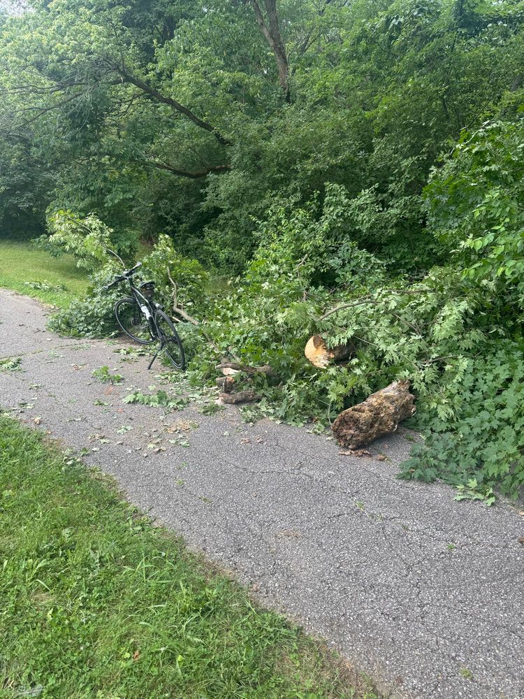 An asphalt trail with a what remains of a tree that blocked the trail after two cyclists cut it back with saws a pruner.  