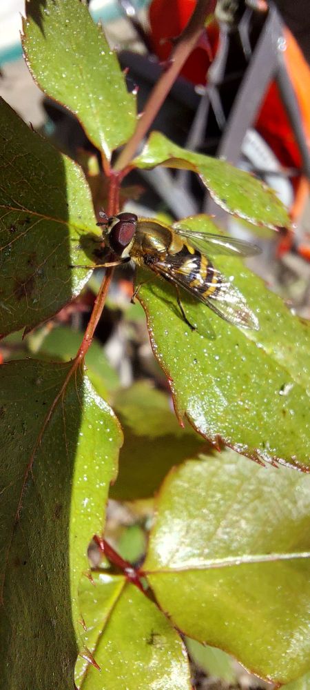 A Hoverfly sat on a rose leaf 
